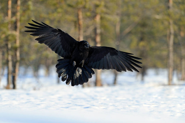 Cuervo en vuelo en invierno - Foto, imagen