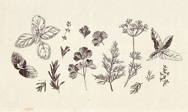 Kézzel rajzolt gyűjteménye kulináris gyógynövények rajzok, clip art botanikai illusztrációk - Vektor, kép