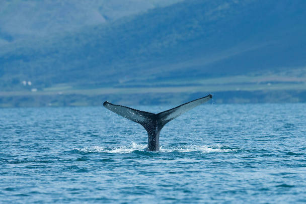 夏のアイスランドでのザトウクジラのダイビング. - 写真・画像