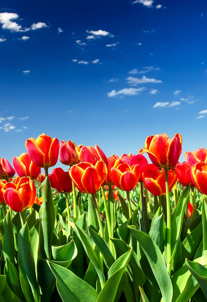 piros tulipán - Fotó, kép