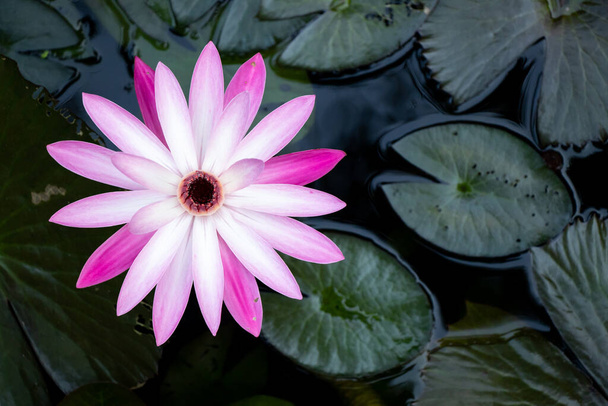 Pojedynczy różowy i biały kolor lotos (lilia wodna) z zielonym tle liści (widok z góry) - Zdjęcie, obraz