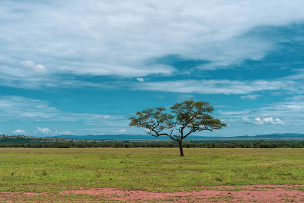 Panorama africano nel parco nazionale del Serengeti - Foto, immagini