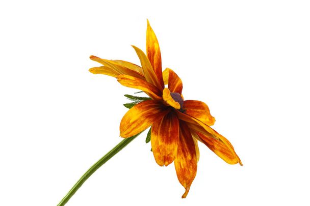 Bright orange rudbeckia flower Isolated on white background. - Foto, Imagem