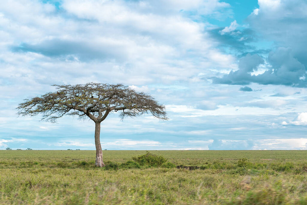 セレンゲティ国立公園のアフリカのパノラマ - 写真・画像