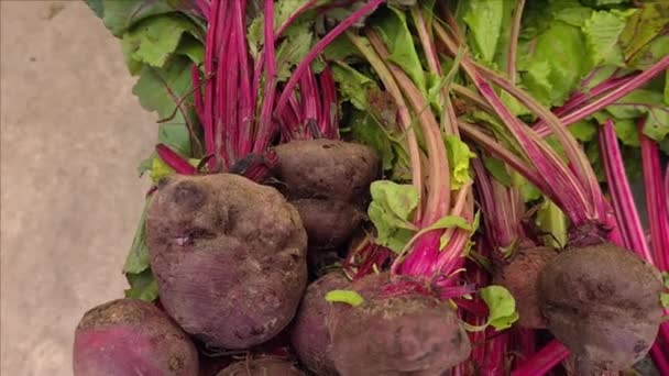 Raw raices de remolacha roja para la venta en un mercado de agricultores locales - Metraje, vídeo