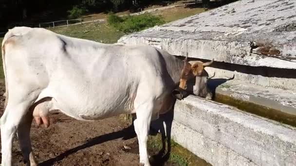 Podolic cows drinking in watering place - Footage, Video