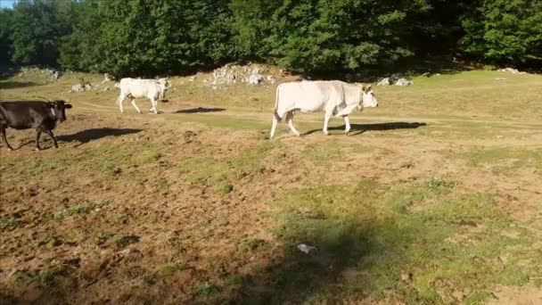 Podolic cows on the pasture on a sunrise - Footage, Video