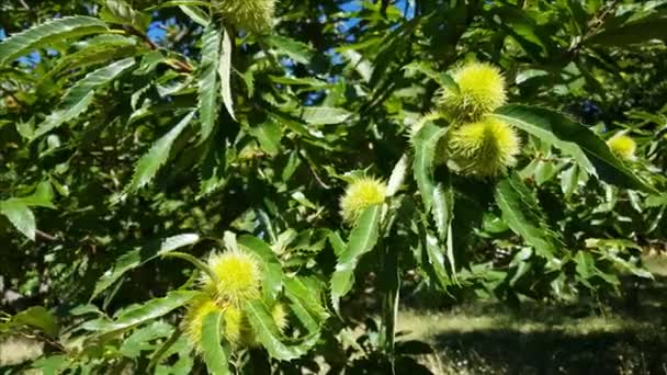 Sweet chestnuts in husks growing on brunches of chestnut tree - Footage, Video