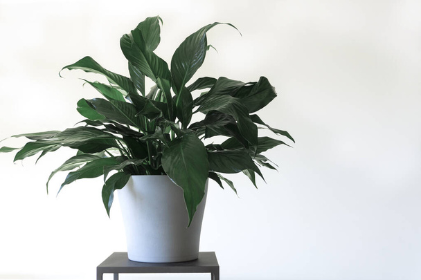 clean interior with stand and peace lily plant on empty white wall background for text - Valokuva, kuva
