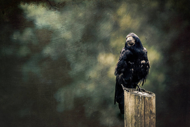 Rook, Corvus frugilegus, perched on post with dark and moody background. Textured image with space for text. Suitable for horror or halloween themed projects. - Photo, Image
