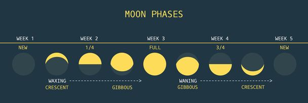 Moon Phases at Equator - Vector, Image