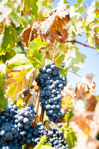 Bunches of red wine grapes. - Φωτογραφία, εικόνα