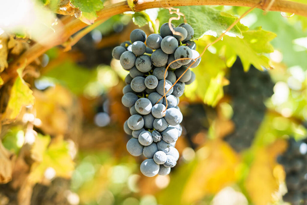 Bunches of red wine grapes. - Photo, Image