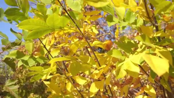 Las hojas amarillas y verdes sobre las ramas en otoño. Árboles en una caída - Imágenes, Vídeo