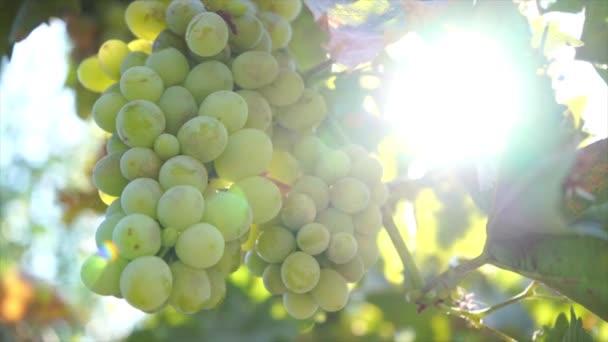 Witte wijn druivenoogst in een tuin met zonnestraal op een achtergrond - Video