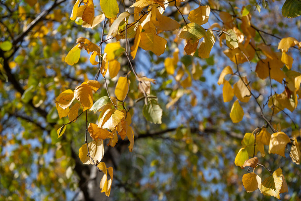 Birch tree in the Fall. Birch yellow and green leaves in the autumn. - Fotoğraf, Görsel
