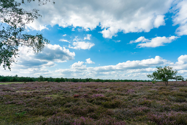 Blühende violette Heidelandschaft auf ehemaligem Truppenübungsplatz Jüterbog in Deutschland - Foto, Bild