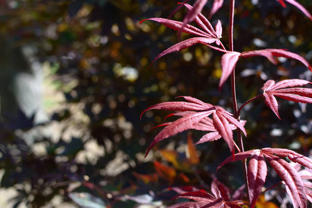 Twig with red maple leaves - Foto, Imagem