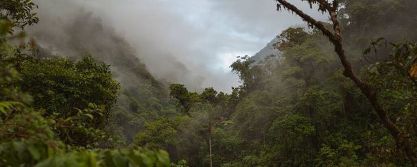 Felhőerdő Peruban, panorámás kilátás a trópusi dzsungelre az Andok hegység északkeleti lejtőjén. - Fotó, kép