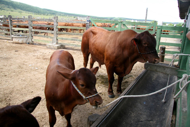 eunapolis, bahia / brazilsko - 28. března 2008: na ranči dobytka v obci Eunapolis, v jižním Bahiu. - Fotografie, Obrázek