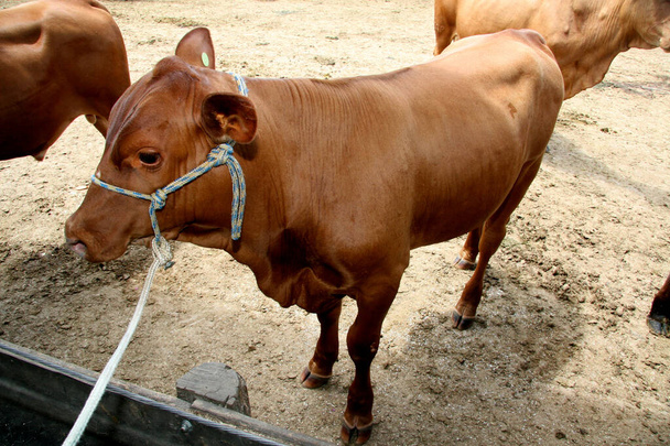 eunapolis, bahia / brazil - 28 marzo 2008: animale visto in un ranch bovino nel comune di Eunapolis, nel sud di Bahia. - Foto, immagini