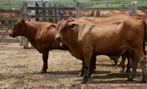 eunapolis, bahia / brazil - 28 de marzo de 2008: animales son vistos en un rancho de ganado en el municipio de Eunapolis, en el sur de Bahía. - Foto, Imagen
