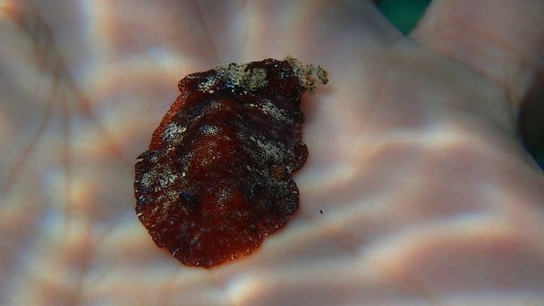 Brun roux nudibranche ou brun roux doris coriace (Platydoris argo) sous-marin sur la main d'un plongeur, Mer Égée, Grèce, Halkidiki - Photo, image