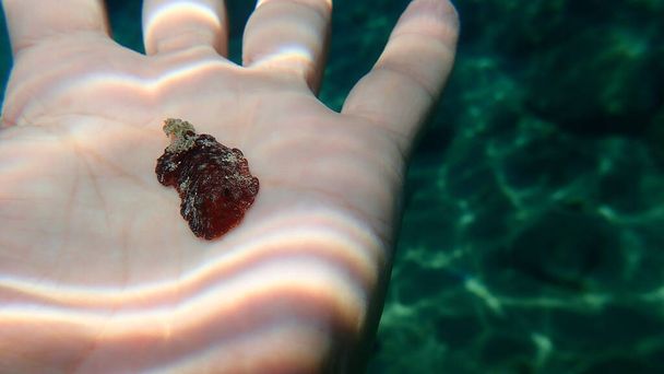 Nudibranch marrón rojizo o doris coriáceo marrón rojizo (Platydoris argo) bajo el mar en la mano de un buzo, Mar Egeo, Grecia, Halkidiki - Foto, imagen