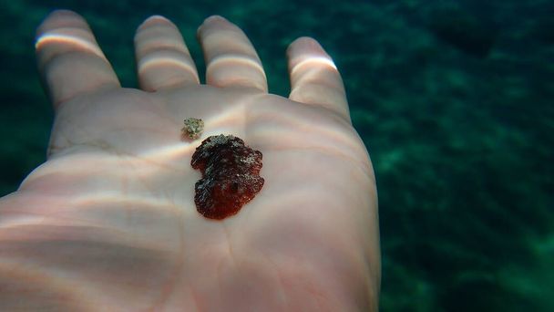 ダイバー、エーゲ海、ギリシャ、ハルキディキの手の上に赤褐色のヌディブランチまたは赤褐色の革張りのドリス(Platydoris argo)海底 - 写真・画像