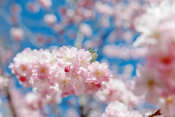 Spring blossom background. Beautiful nature scene with blooming tree and sun flare. Sunny day. Spring flowers. Beautiful Orchard. Abstract blurred background. Springtime - Foto, Imagen