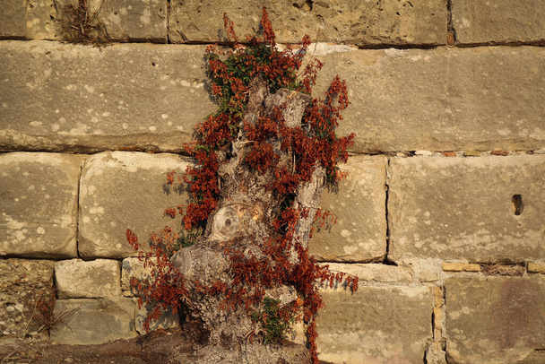 石のブロックでできた古い壁を背景に花のある古い木の一部です - 写真・画像