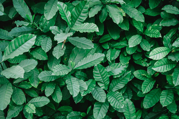 seamless fresh green leaves background  - Photo, Image