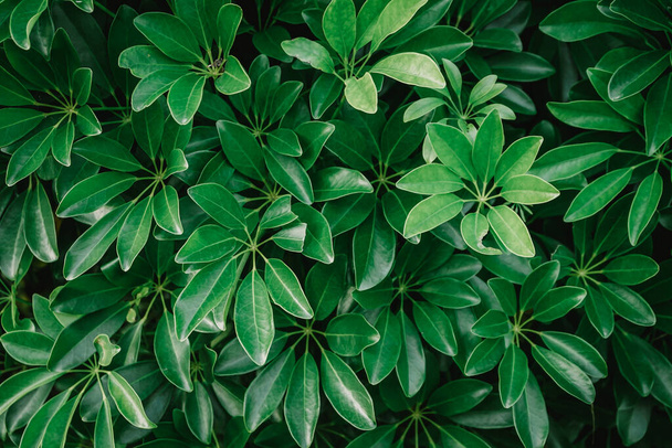 hladké čerstvé zelené listy na pozadí  - Fotografie, Obrázek