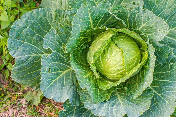 growing fresh green cabbage in garden - Photo, Image