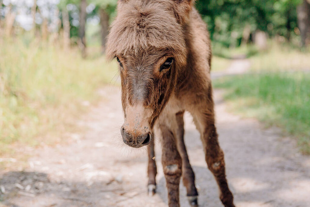 cute young donkey in sunlight outdoors - Foto, Imagem