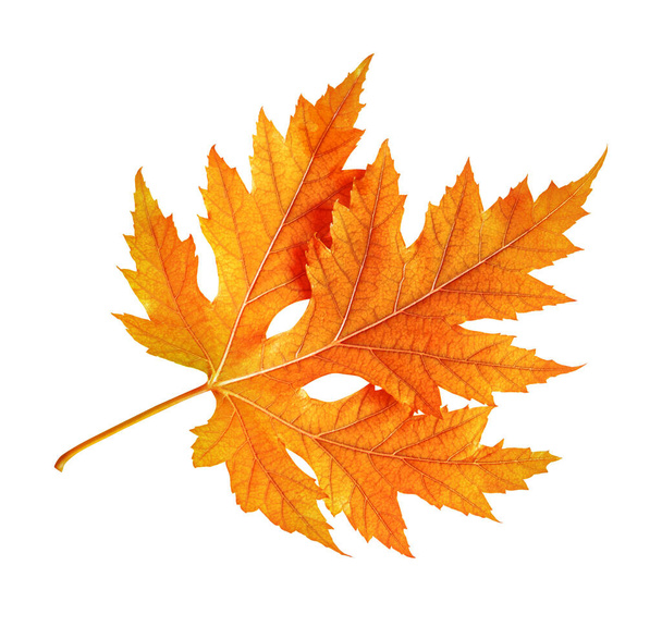 hoja de arce rojo otoño aislado en blanco - Foto, Imagen
