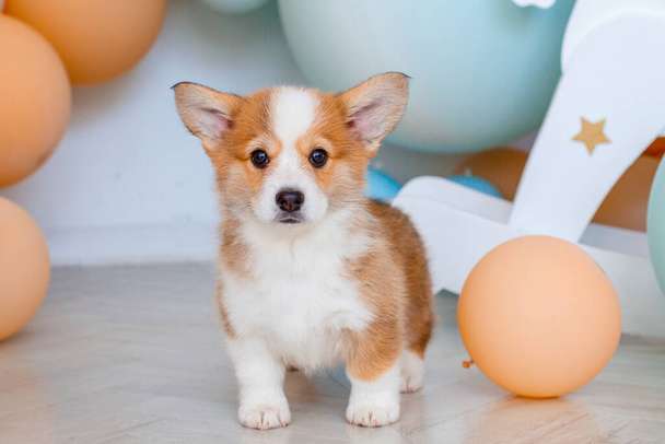 carino cucciolo Corgi Pembroke gallese sullo sfondo di palloncini - Foto, immagini