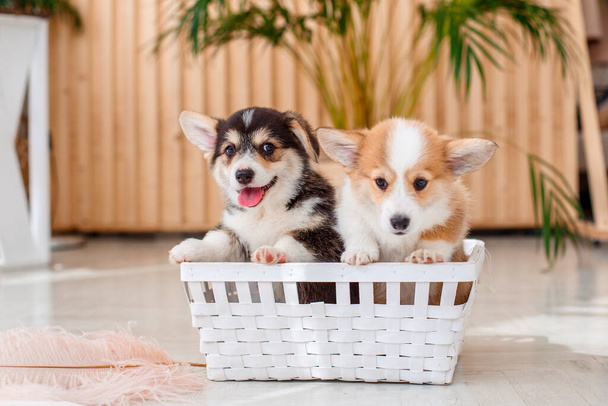 lindo dos galés corgi cachorros sentado en un cesta - Foto, imagen