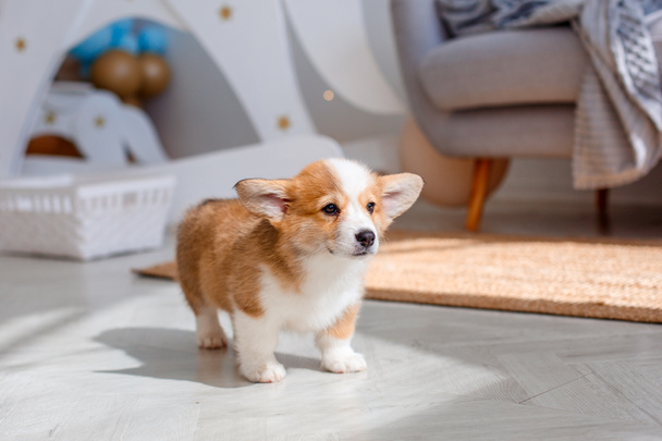 cute puppy Welsh Corgi at  home - 写真・画像
