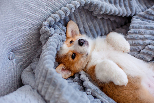 χαριτωμένο μικρό welsh corgi κουτάβι που βρίσκεται στην πλάτη του τυλιγμένο σε μια κουβέρτα, κορυφαία άποψη, έννοια χαλάρωσης - Φωτογραφία, εικόνα