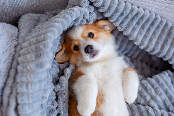 schattig klein Welsh corgi puppy ligt op zijn rug gewikkeld in een deken, het concept van ontspanning, bovenaanzicht - Foto, afbeelding