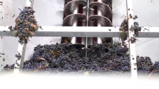 Destemmer au raisin. Raisins fraîchement cueillis lors de la récolte dans une entreprise vinicole. - Séquence, vidéo