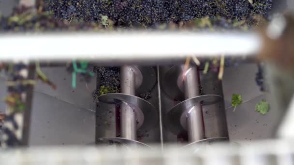 Destemmer de uva. Uvas recém colhidas durante a vindima em uma empresa vinícola. - Filmagem, Vídeo