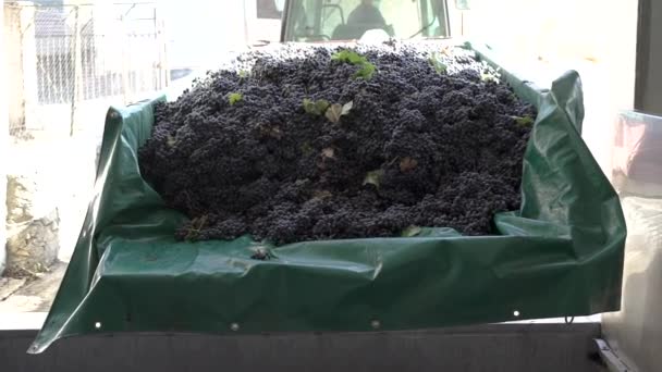 Destemmer au raisin. Raisins fraîchement cueillis lors de la récolte dans une entreprise vinicole. - Séquence, vidéo