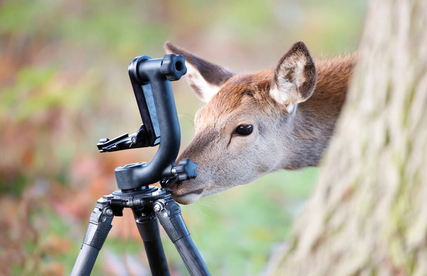 Primer plano de ciervo rojo detrás curiosamente comprobando trípode de cámara, Reino Unido. - Foto, imagen