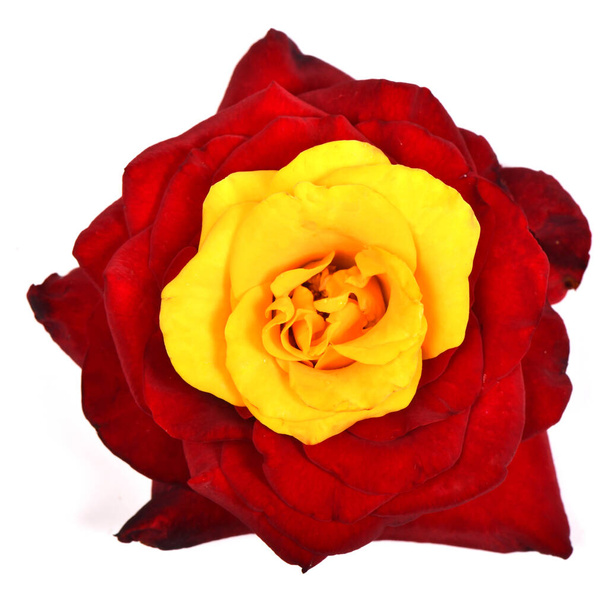 Μπουκέτο όμορφο κόκκινο και κίτρινο τριαντάφυλλο λουλούδι που απομονώνονται σε λευκό φόντο. Φωτογραφία υψηλής ανάλυσης. Πλήρες βάθος πεδίου. - Φωτογραφία, εικόνα