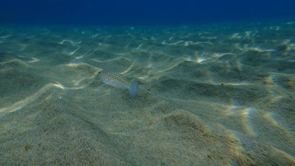 Nagy-weever (Trachinus draco) a tenger alatt, Égei-tenger, Görögország, Halkidiki - Fotó, kép