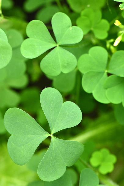 Green clover leaf for green background. St. Patrick's day vacation and holiday clovers symbol. High resolution photo. - Photo, Image