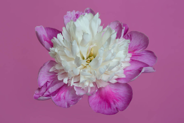 Beautiful peony flower with a white spherical center and pink petals isolated on a pink background. - Foto, immagini