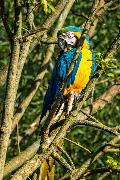 De blauwgele ara ("Ara ararauna") is een grote Zuid-Amerikaanse papegaai uit de familie van de papegaaien (Papegaaien). - Foto, afbeelding